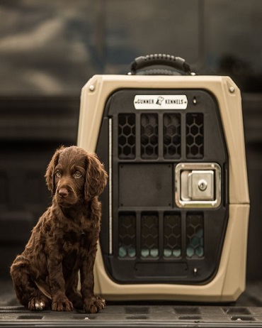 pet transport